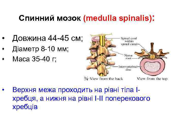 Спинний мозок (medulla spinalis): • Довжина 44 -45 см; • • Діаметр 8 -10