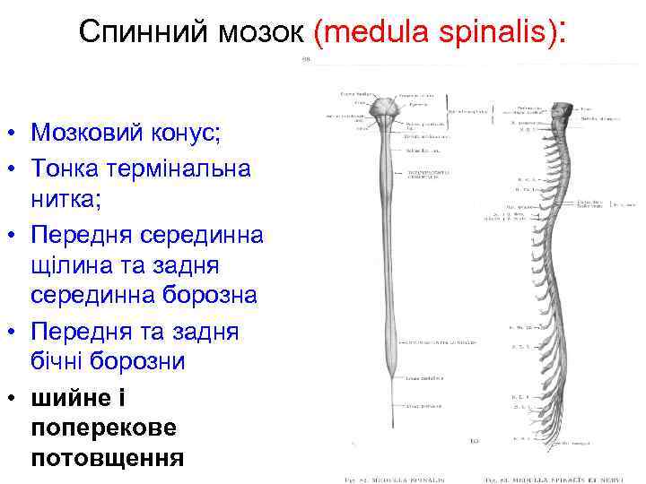 Спинний мозок (medula spinalis): • Мозковий конус; • Тонка термінальна нитка; • Передня серединна