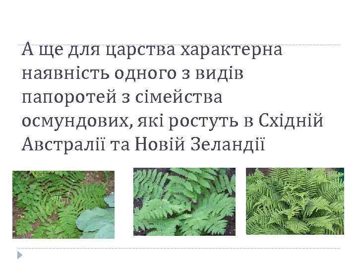 А ще для царства характерна наявність одного з видів папоротей з сімейства осмундових, які