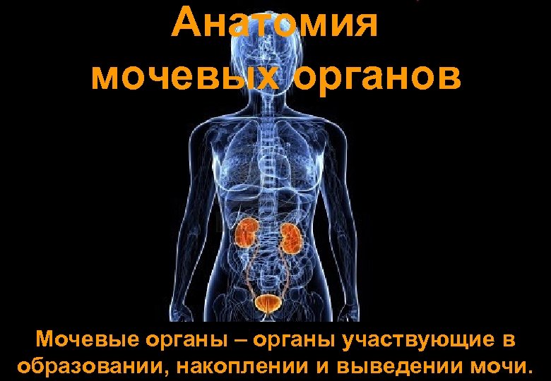 Анатомия мочевых органов Мочевые органы – органы участвующие в образовании, накоплении и выведении мочи.