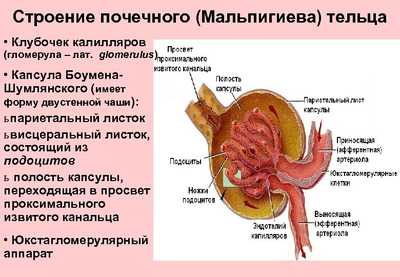 Почечный клубочек. Капсула Боумена-Шумлянского функции. Строение почки капсула Шумлянского. Строение клубочкового аппарата почки. Мальпигиево тельце строение.