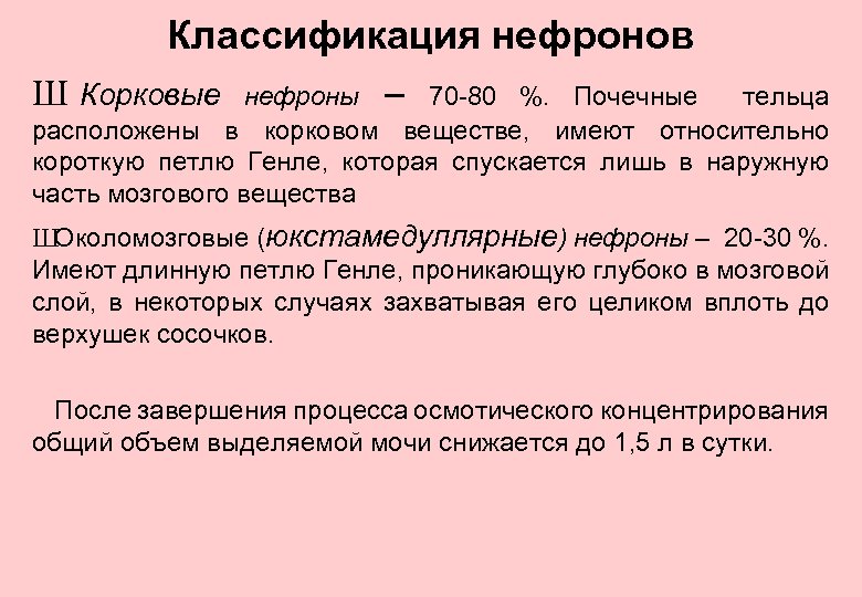 Классификация нефронов нефроны – 70 -80 %. Почечные тельца расположены в корковом веществе, имеют