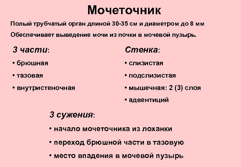 Мочеточник Полый трубчатый орган длиной 30 -35 см и диаметром до 8 мм Обеспечивает