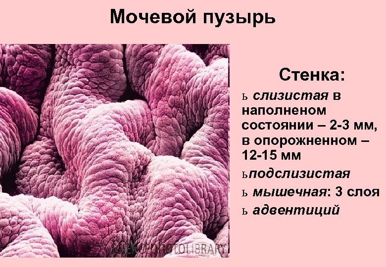 Мочевой пузырь Стенка: ь слизистая в наполненом состоянии – 2 -3 мм, в опорожненном