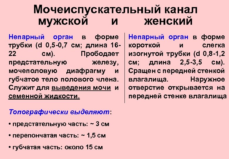 Мочеиспускательный канал мужской и женский Непарный орган в форме трубки (d 0, 5 -0,