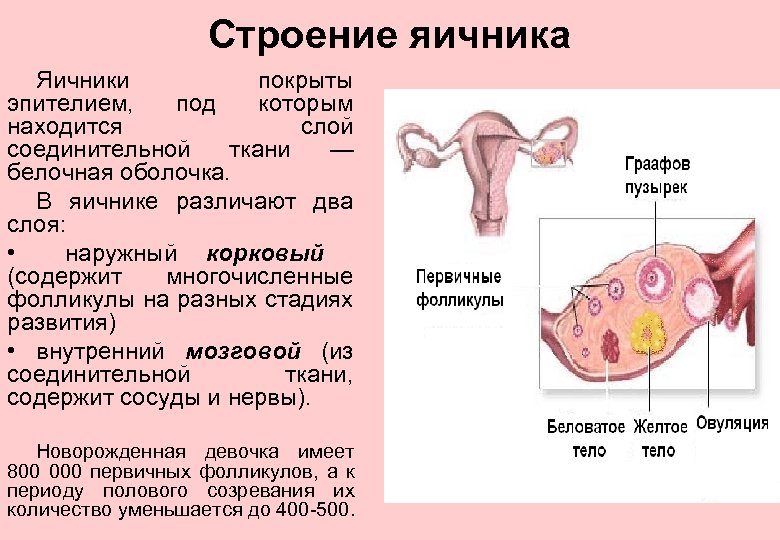 Строение яичника Яичники покрыты эпителием, под которым находится слой соединительной ткани — белочная оболочка.