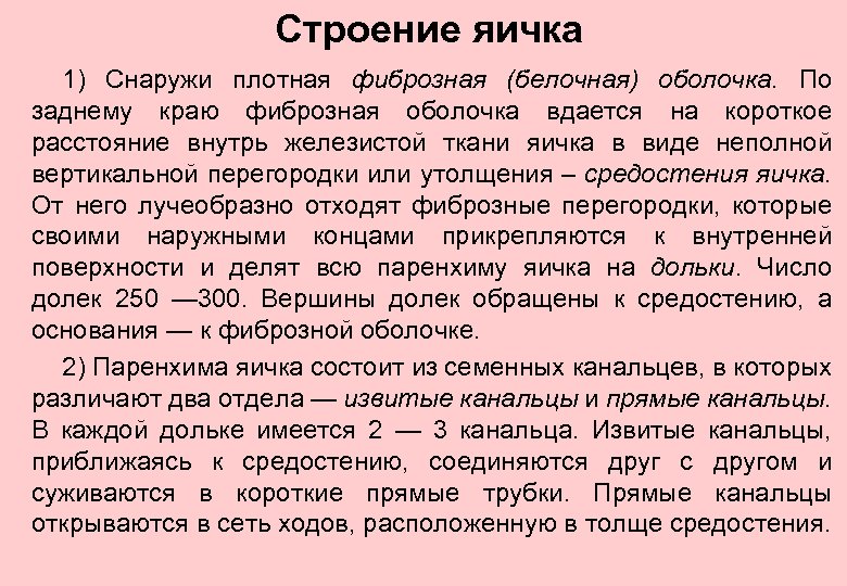Строение яичка 1) Снаружи плотная фиброзная (белочная) оболочка. По заднему краю фиброзная оболочка вдается
