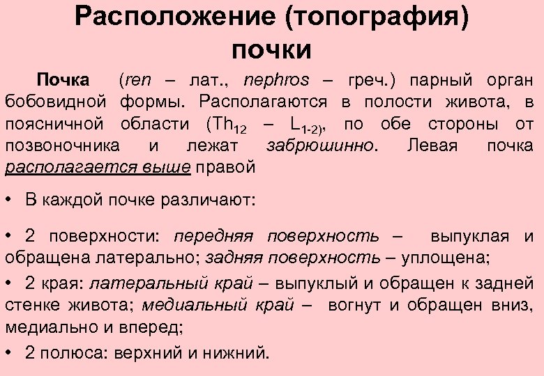 Расположение (топография) почки Почка (ren – лат. , nephros – греч. ) парный орган