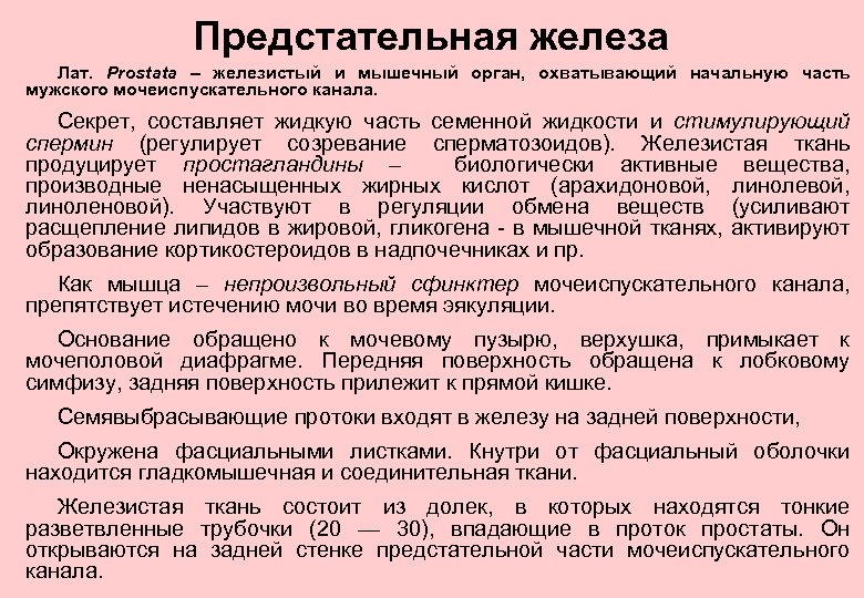 Предстательная железа Лат. Prostata – железистый и мышечный орган, охватывающий начальную часть мужского мочеиспускательного