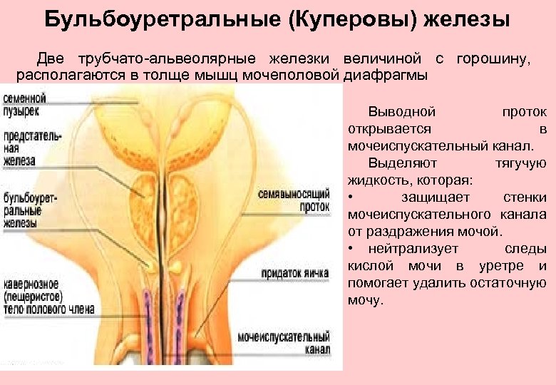 Рисунок мочеиспускательный канал