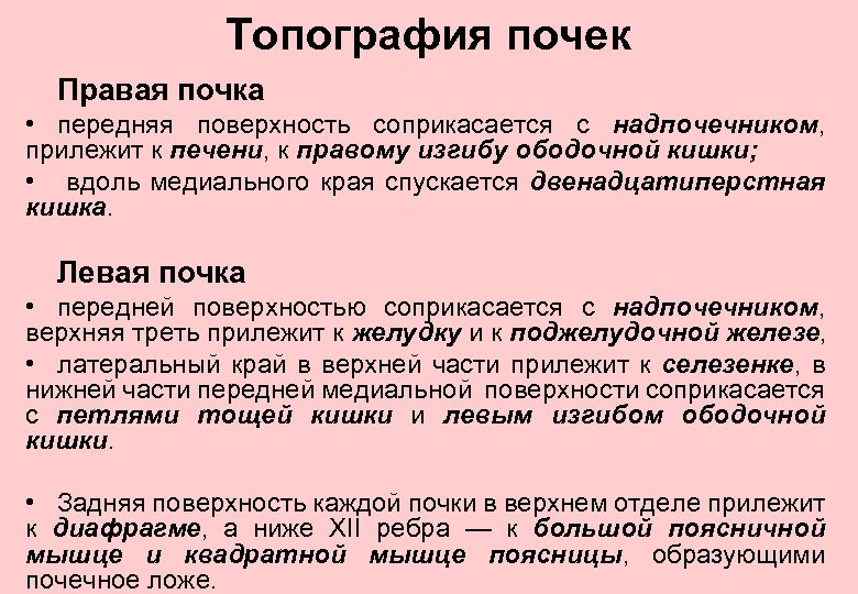 Топография почек