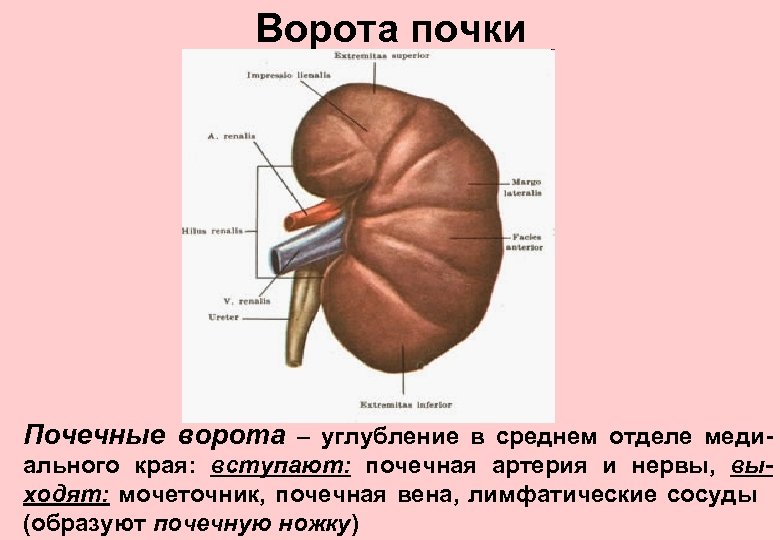 Почечные ворота почки