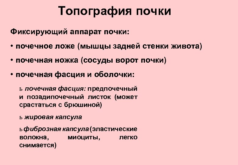 Топография почки Фиксирующий аппарат почки: • почечное ложе (мышцы задней стенки живота) • почечная