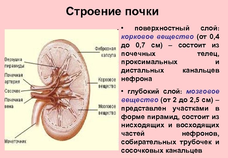 Какой цифрой на рисунке обозначен корковый слой почки