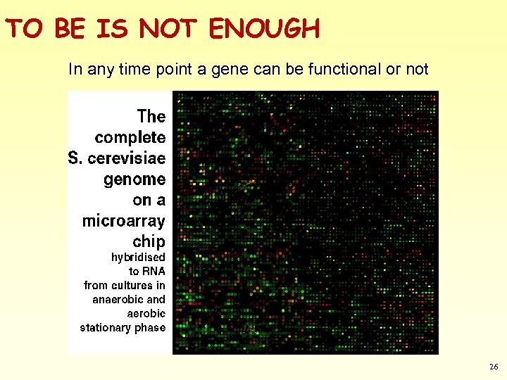 TO BE IS NOT ENOUGH In any time point a gene can be functional