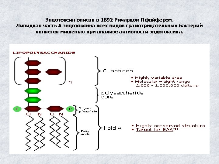 Эндотоксин описан в 1892 Ричардом Пфайфером. Липидная часть А эндотоксина всех видов грамотрицательных бактерий