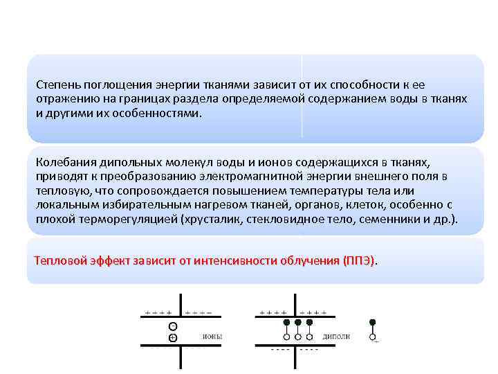 Степень поглощения энергии тканями зависит от их способности к ее отражению на границах раздела