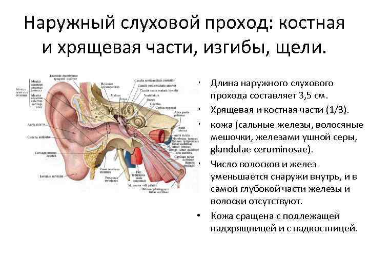 Наружный слуховой проход: костная и хрящевая части, изгибы, щели. • Длина наружного слухового прохода