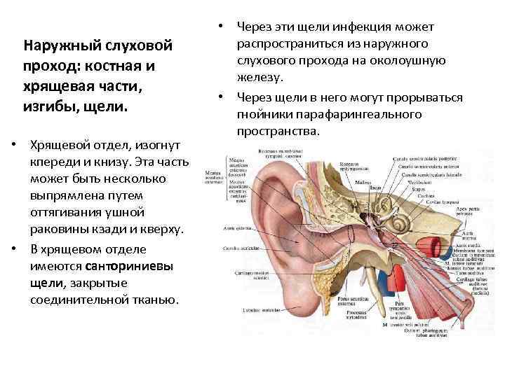 Наружный слуховой проход: костная и хрящевая части, изгибы, щели. • Хрящевой отдел, изогнут кпереди