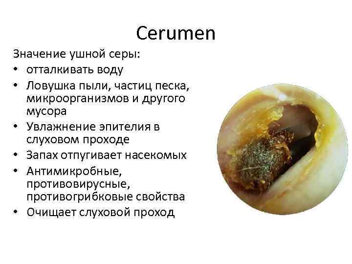 Cerumen Значение ушной серы: • отталкивать воду • Ловушка пыли, частиц песка, микроорганизмов и