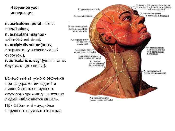 Наружное ухо: иннервация n. auriculotemporal - ветвь n. mandibularis, n. auricularis magnus шейное сплетение,