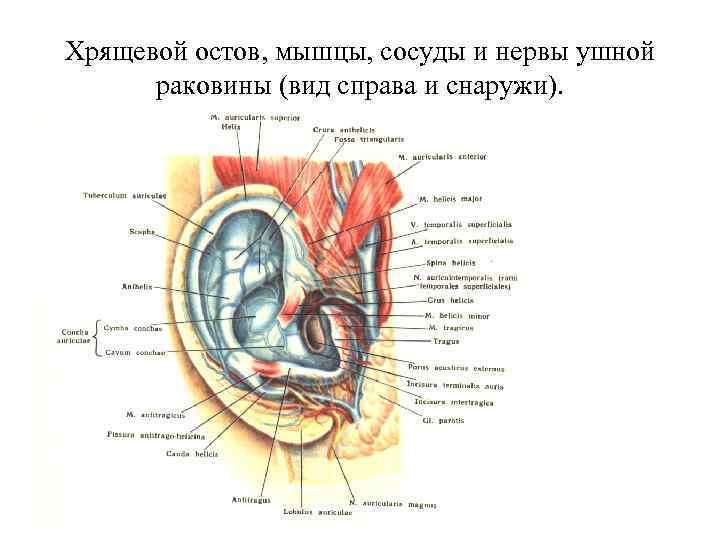 Хрящевой остов, мышцы, сосуды и нервы ушной раковины (вид справа и снаружи). 