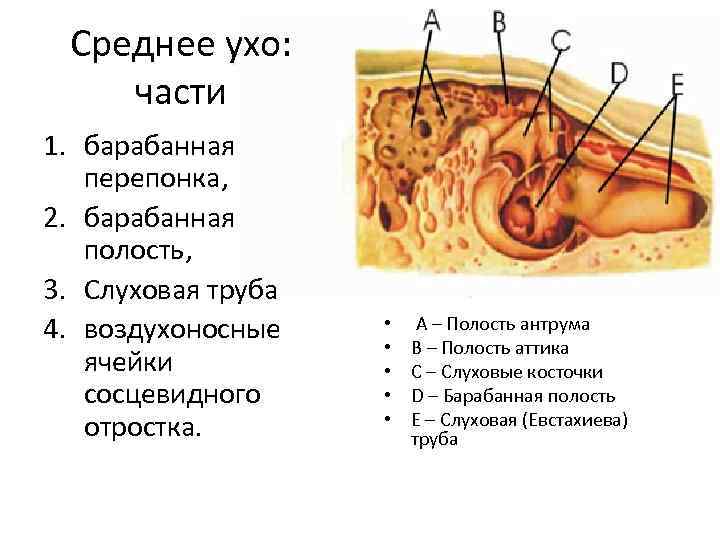 Среднее ухо: части 1. барабанная перепонка, 2. барабанная полость, 3. Слуховая труба 4. воздухоносные