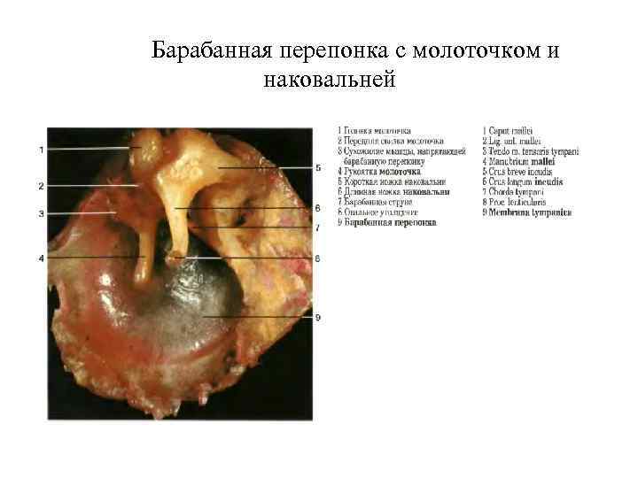 Барабанная перепонка с молоточком и наковальней 