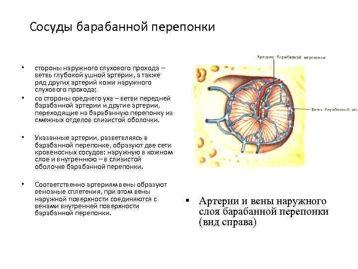 Сосуды барабанной перепонки • • стороны наружного слухового прохода – ветвь глубокой ушной артерии,