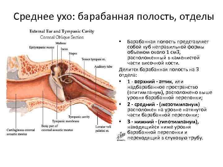 Среднее ухо: барабанная полость, отделы Барабанная полость представляет собой куб неправильной формы объемом около