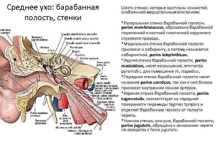 Среднее ухо: барабанная полость, стенки • Шесть стенок, которые выстланы слизистой, снабженной мерцательным эпителием: