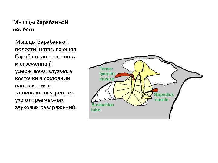 Мышцы барабанной полости (натягивающая барабанную перепонку и стременная) удерживают слуховые косточки в состоянии напряжения