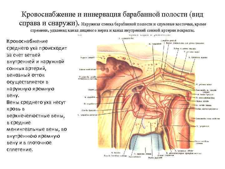 Кровоснабжение и иннервация барабанной полости (вид справа и снаружи). Наружная стенка барабанной полости и