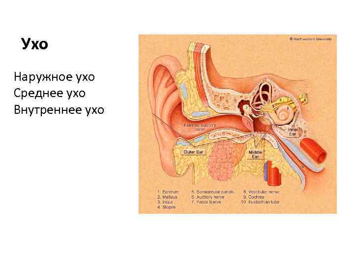 Ухо Наружное ухо Среднее ухо Внутреннее ухо 