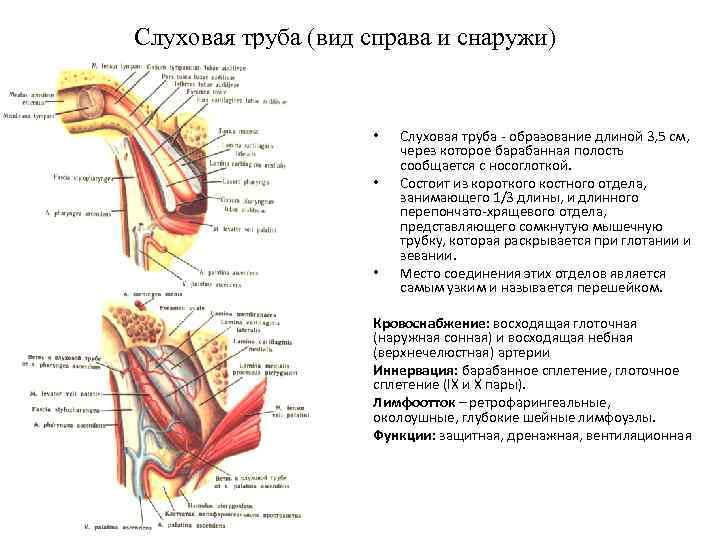 Слуховая труба (вид справа и снаружи) • • • Слуховая труба - образование длиной