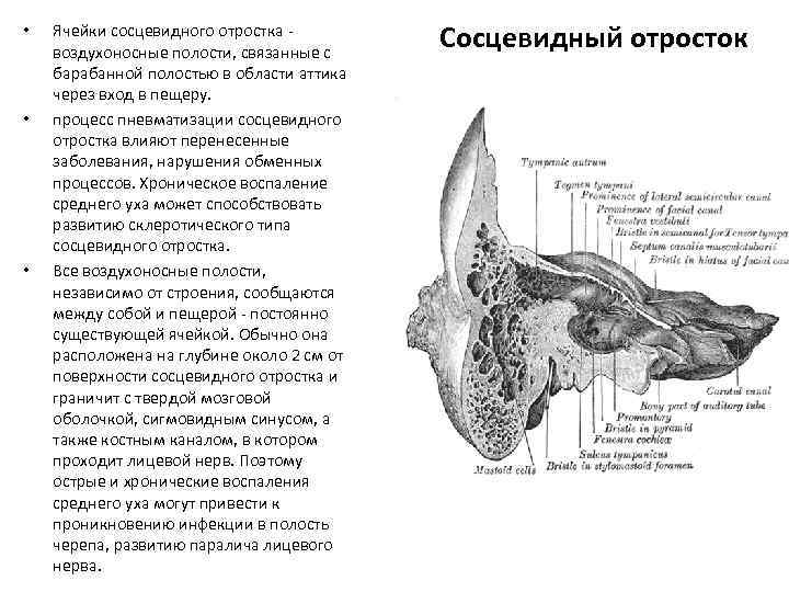  • • • Ячейки сосцевидного отростка - воздухоносные полости, связанные с барабанной полостью