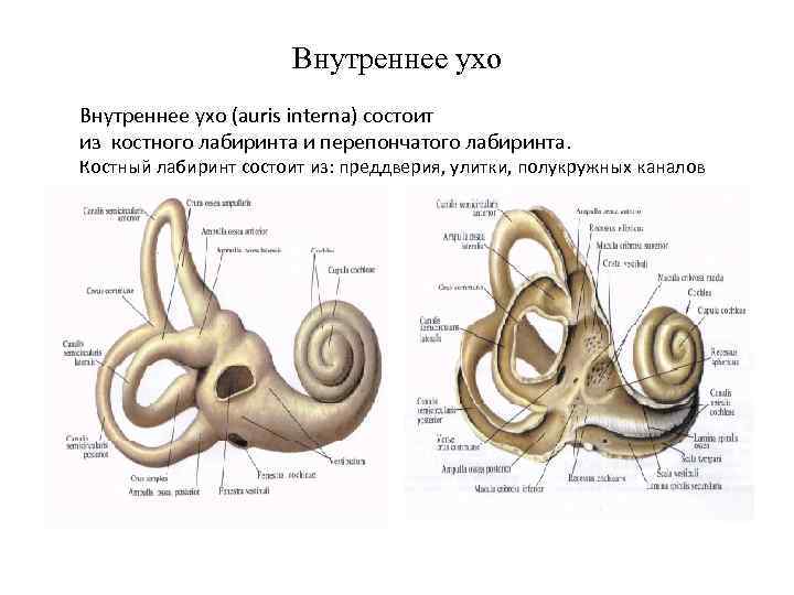 Внутреннее ухо (auris interna) состоит из костного лабиринта и перепончатого лабиринта. Костный лабиринт состоит