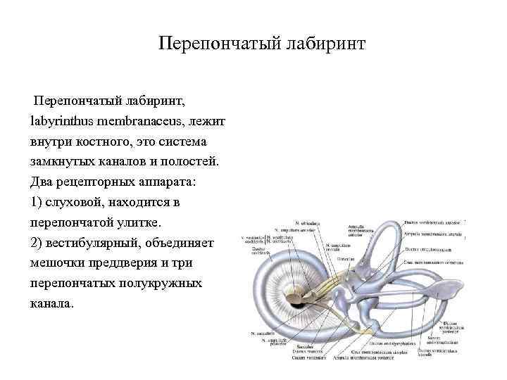 Перепончатый лабиринт, labyrinthus membranaceus, лежит внутри костного, это система замкнутых каналов и полостей. Два