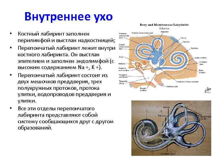 Внутреннее ухо • Костный лабиринт заполнен перилимфой и выстлан надкостницей; • Перепончатый лабиринт лежит