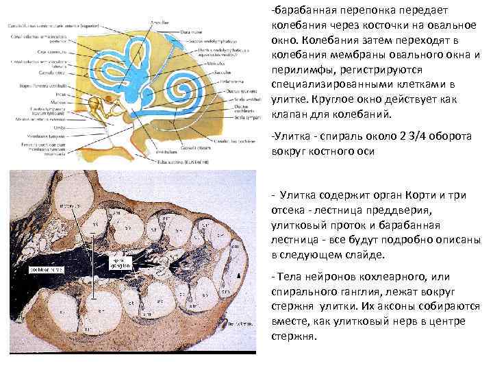 -барабанная перепонка передает колебания через косточки на овальное окно. Колебания затем переходят в колебания