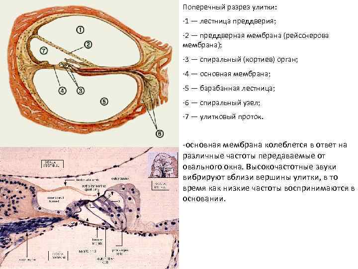 Поперечный разрез улитки: -1 — лестница преддверия; -2 — преддверная мембрана (рейсснерова мембрана); -3