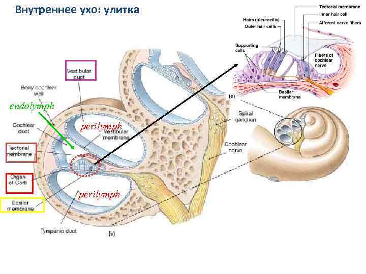 Внутреннее ухо: улитка endolymph perilymph 