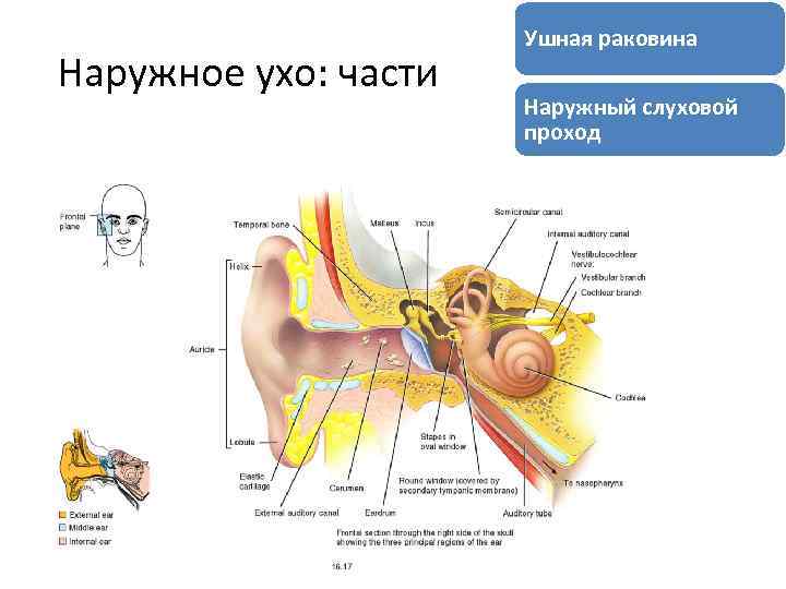 Наружное ухо: части Ушная раковина Наружный слуховой проход 