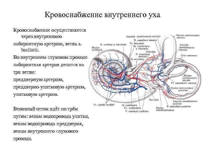 Кровоснабжение внутреннего уха Кровоснабжение осуществляется через внутреннюю лабиринтную артерию, ветвь a. basilaris. Во внутреннем