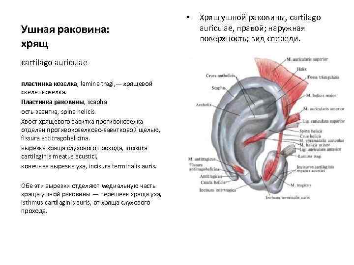 Ушная раковина: хрящ cartilago auriculae пластинка козелка, lamina tragi, — хрящевой скелет козелка. Пластинка