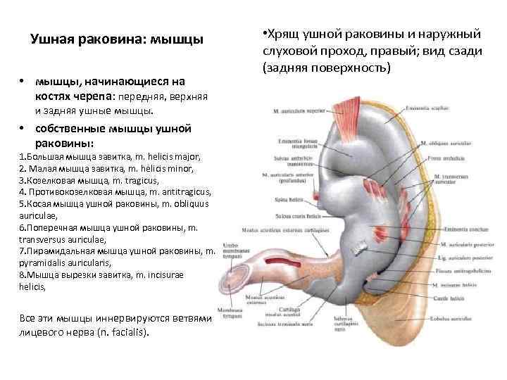 Ушная раковина: мышцы • мышцы, начинающиеся на костях черепа: передняя, верхняя и задняя ушные