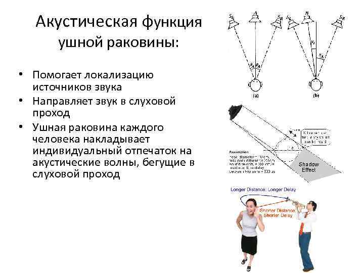 Акустическая функция ушной раковины: • Помогает локализацию источников звука • Направляет звук в слуховой