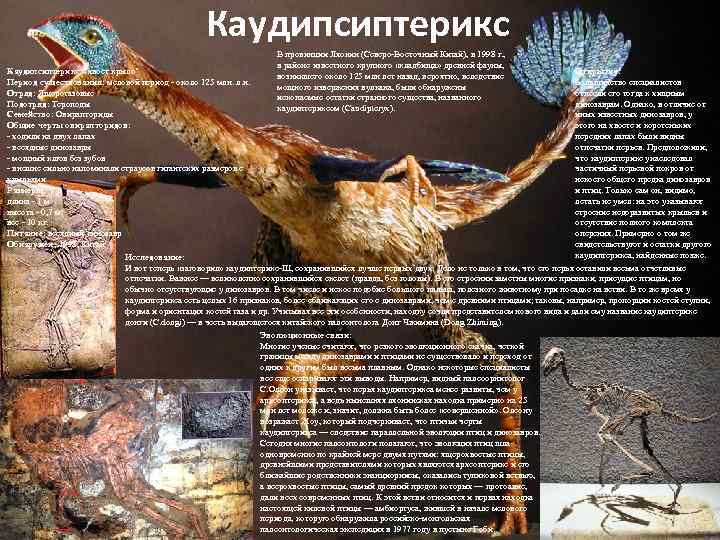 Каудипсиптерикс В провинции Ляонин (Северо-Восточный Китай), в 1998 г. , в районе известного крупного