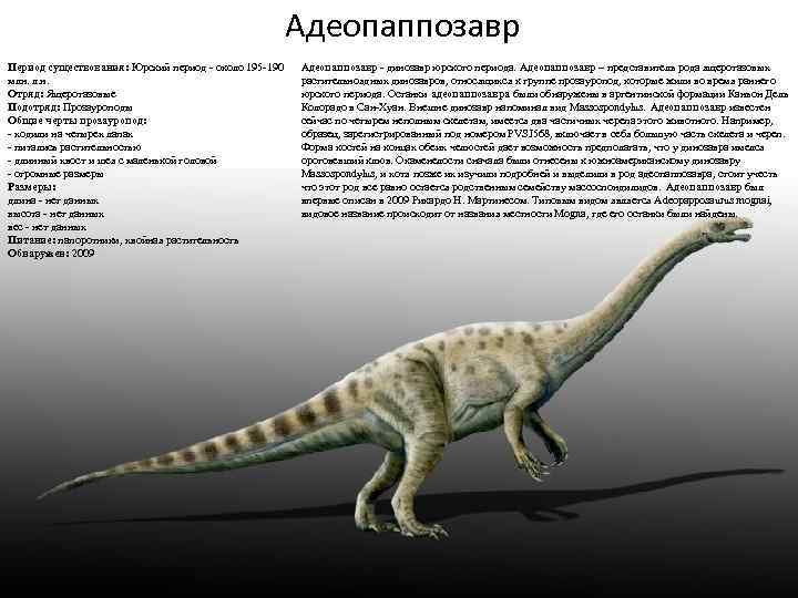 Адеопаппозавр Период существования: Юрский период - около 195 -190 млн. л. н. Отряд: Ящеротазовые