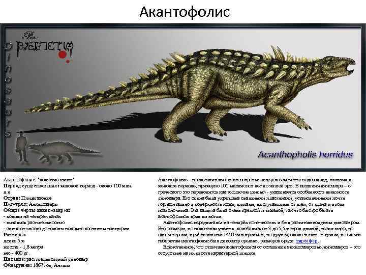Акантофолис: "колючие шипы" Период существования: меловой период - около 100 млн. л. н. Отряд: